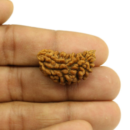 1 Mukhi Rudraksha 28.12 MM