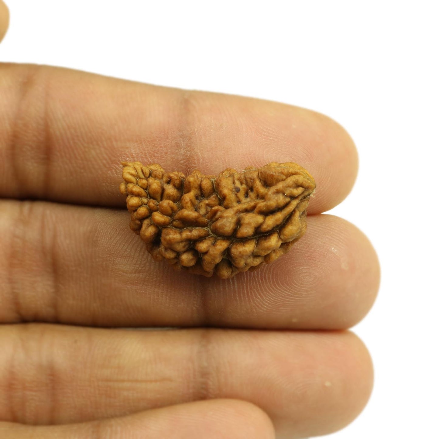 1 Mukhi Rudraksha 28.12 MM