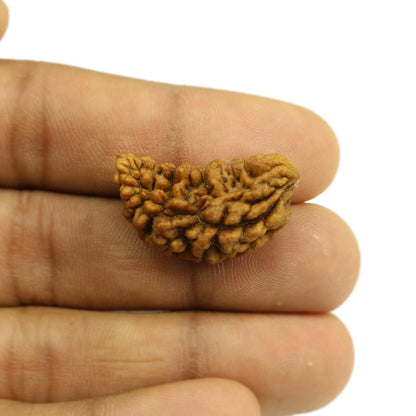 1 Mukhi Rudraksha 28.12 MM