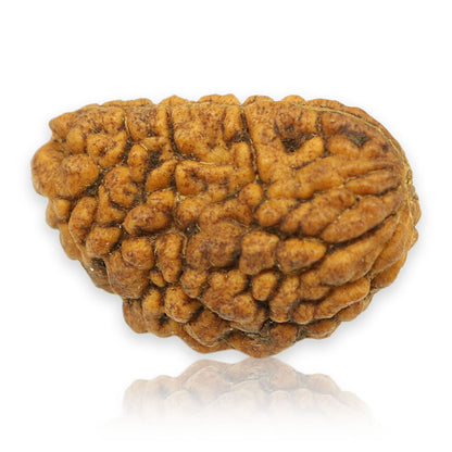 1 Mukhi Rudraksha 27.21 MM