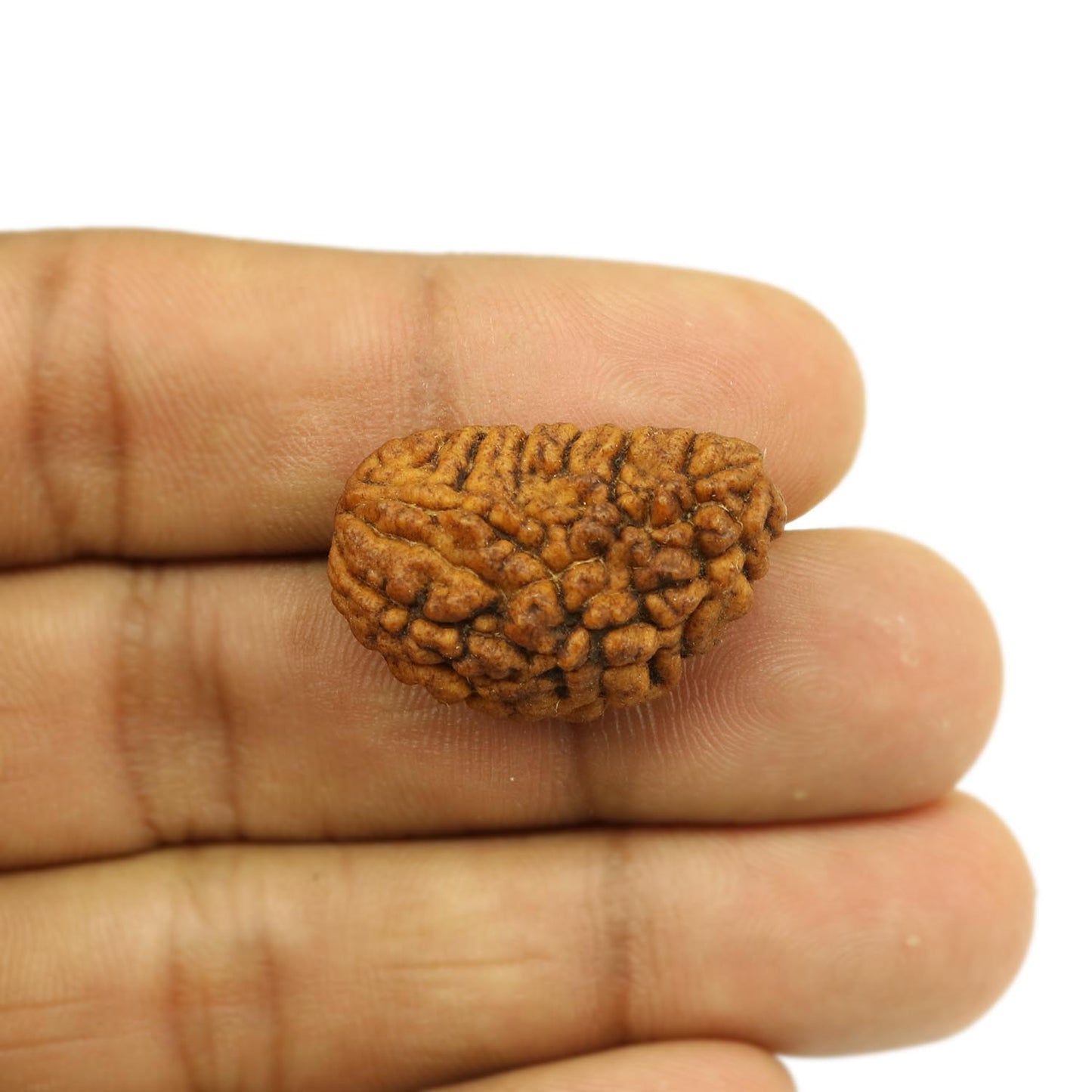 1 Mukhi Rudraksha 27.21 MM