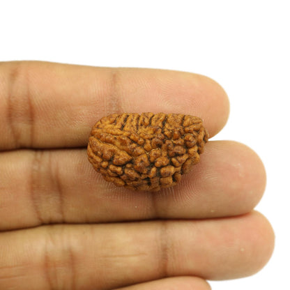1 Mukhi Rudraksha 27.21 MM