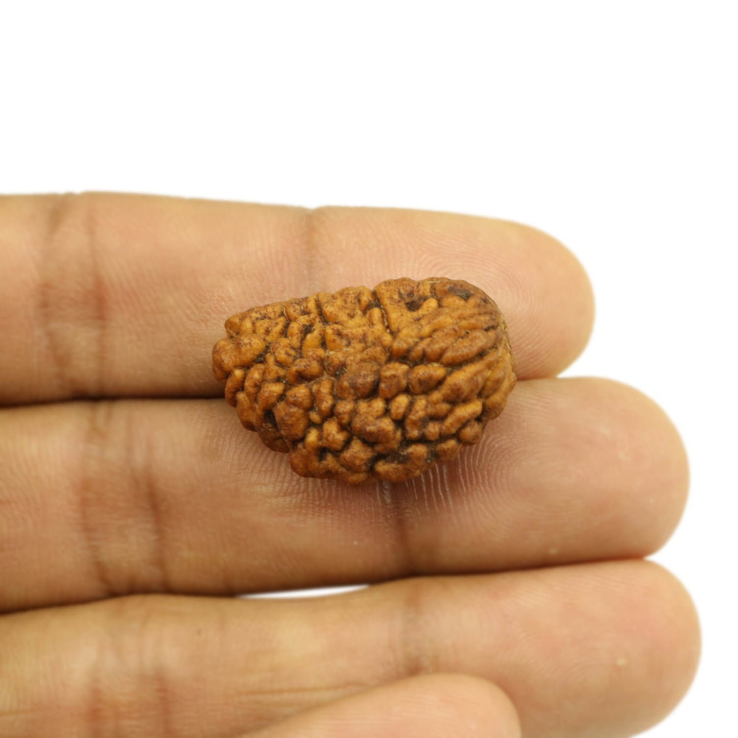 1 Mukhi Rudraksha 27.21 MM