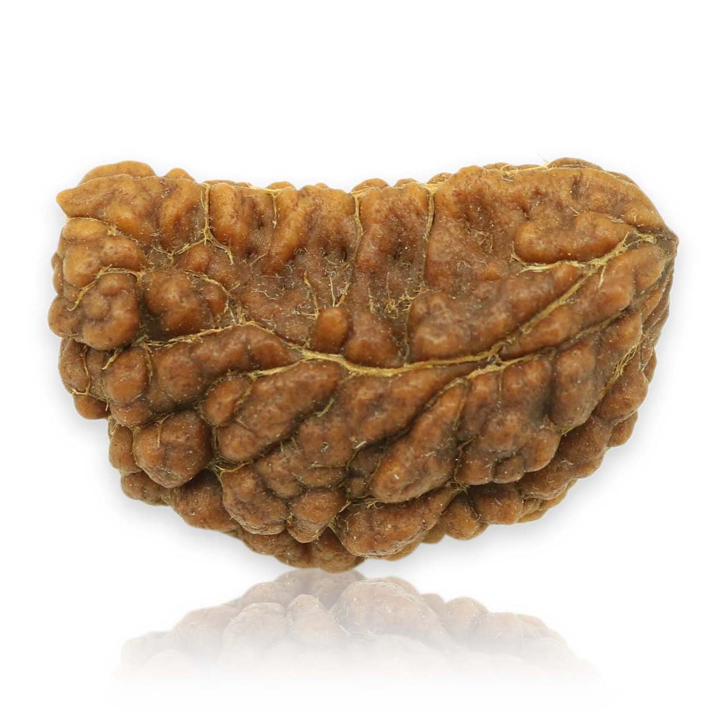 1 Mukhi Rudraksha 28.25 MM