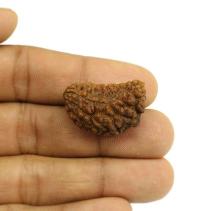 1 Mukhi Rudraksha 28.25 MM