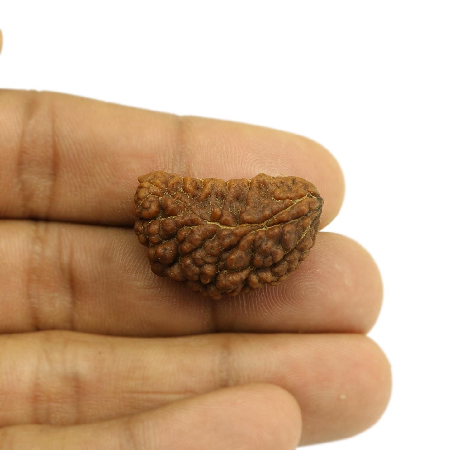 1 Mukhi Rudraksha 28.25 MM