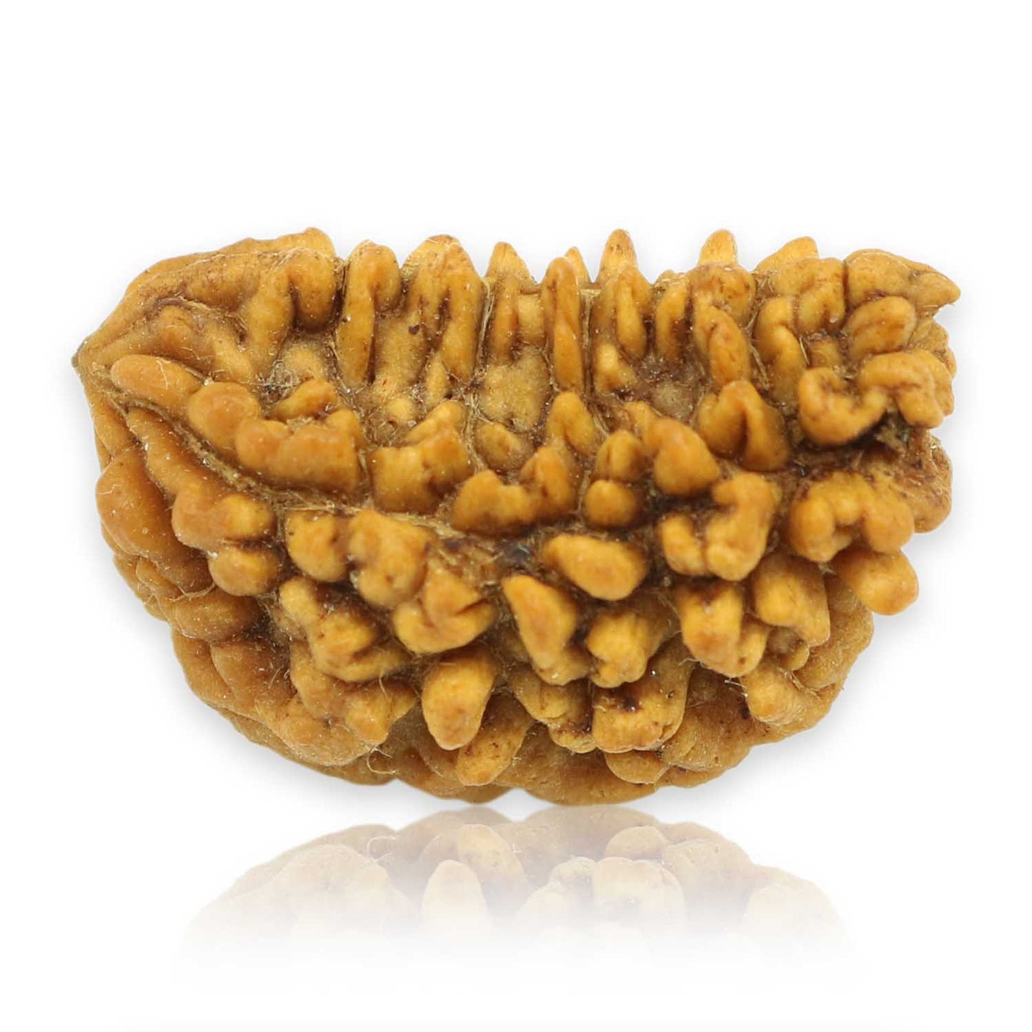 Natural Ek Mukhi Rudraksha (1 Mukhi) India GJSPC Certified  25.9 M.M.