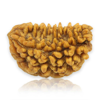 Natural Ek Mukhi Rudraksha (1 Mukhi) India GJSPC Certified  25.9 M.M.
