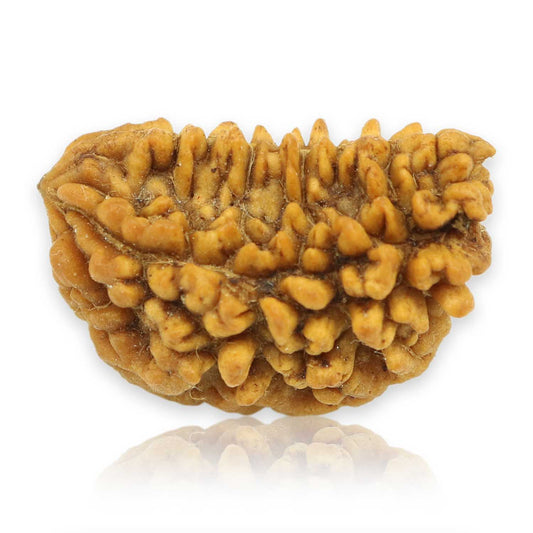 Natural Ek Mukhi Rudraksha (1 Mukhi) India GJSPC Certified  25.9 M.M.