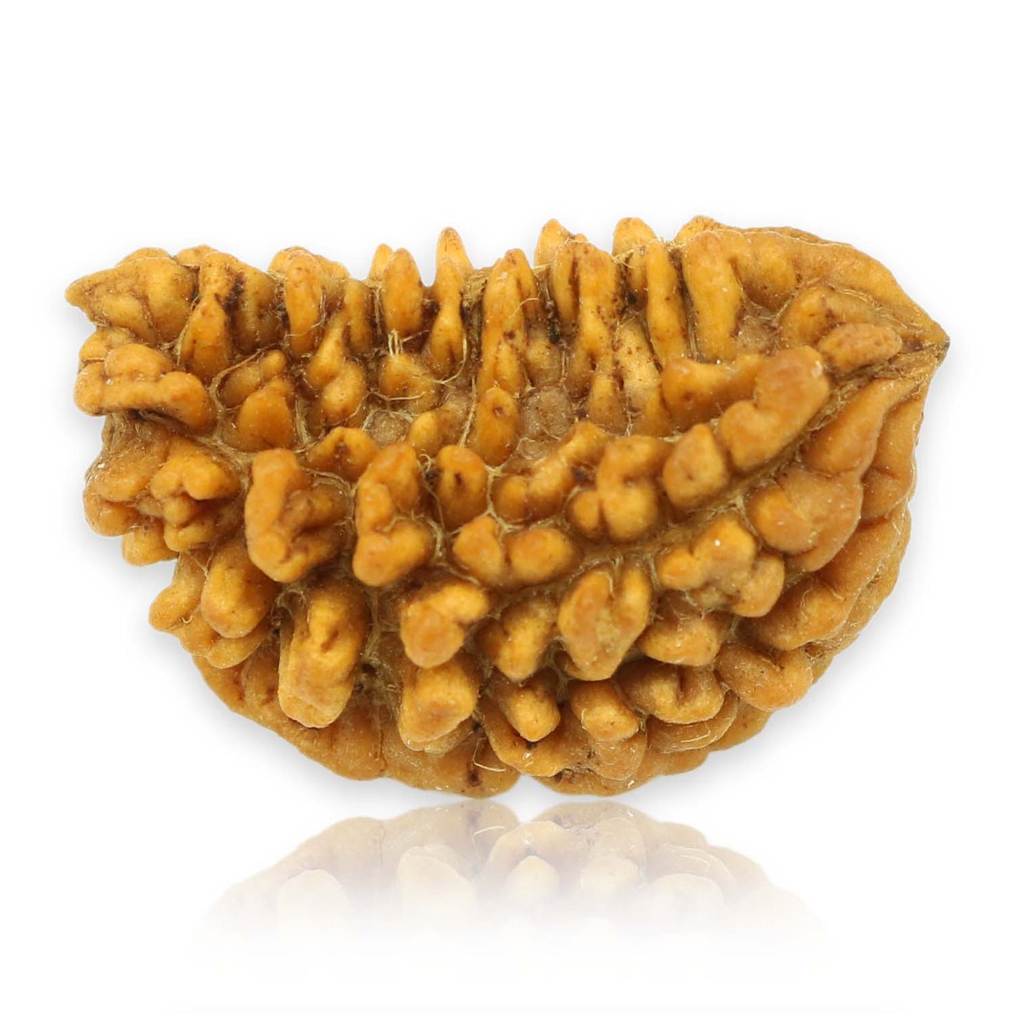 Natural Ek Mukhi Rudraksha (1 Mukhi) India GJSPC Certified  25.9 M.M.