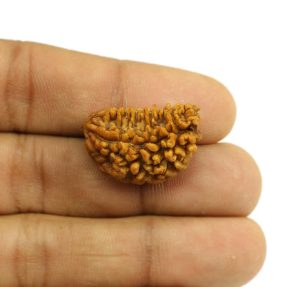 Natural Ek Mukhi Rudraksha (1 Mukhi) India GJSPC Certified  25.9 M.M.