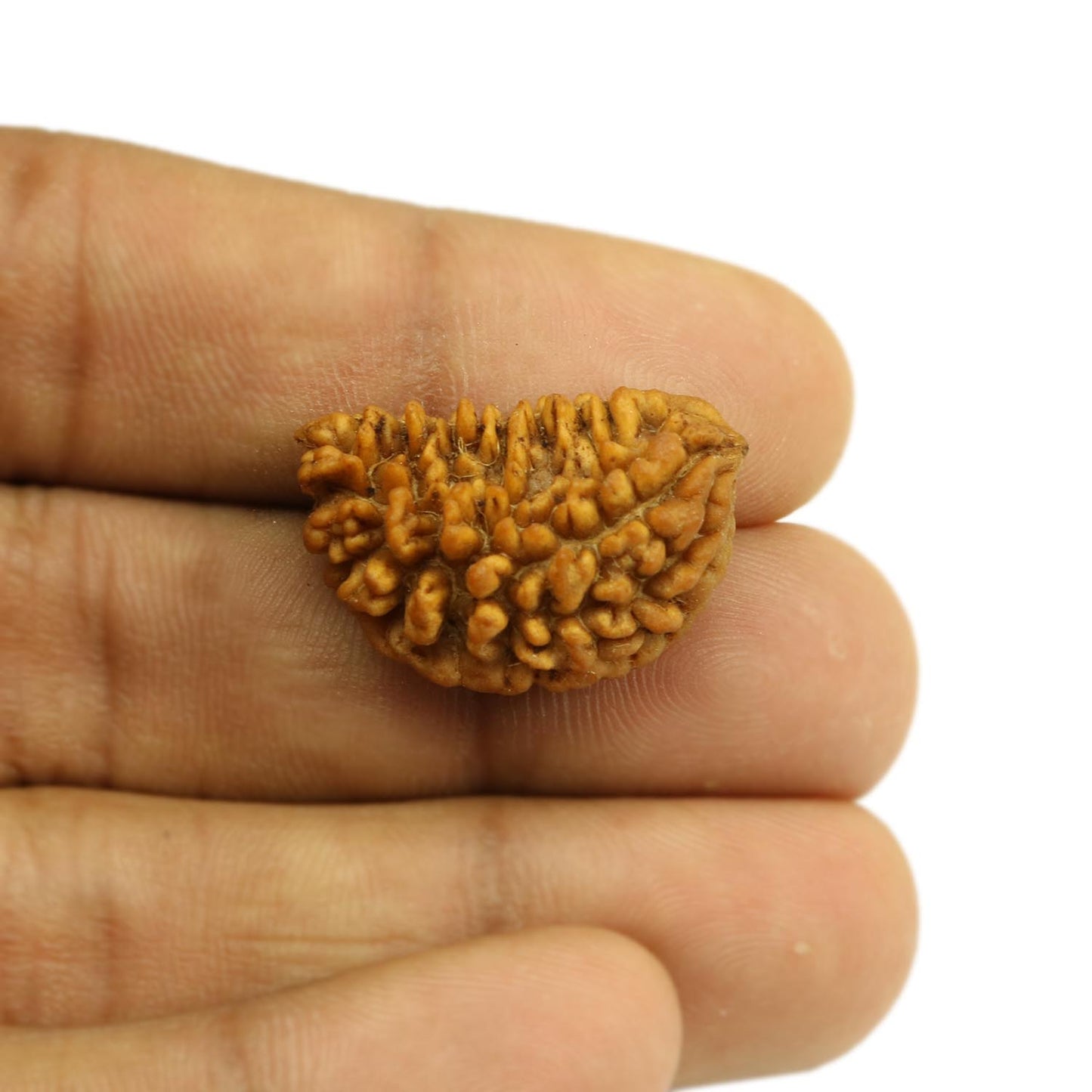Natural Ek Mukhi Rudraksha (1 Mukhi) India GJSPC Certified  25.9 M.M.