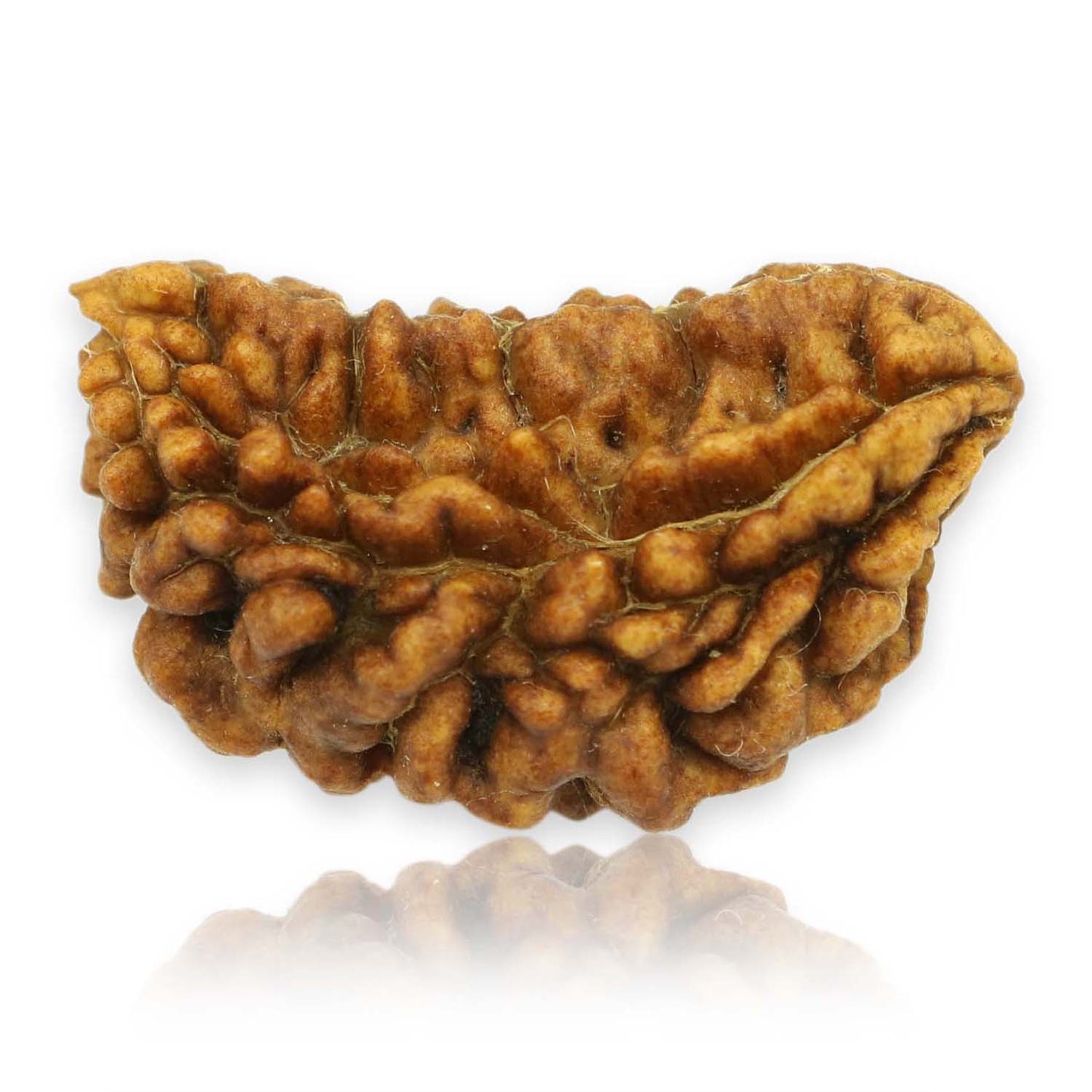 1 Mukhi Rudraksha 28.27 MM