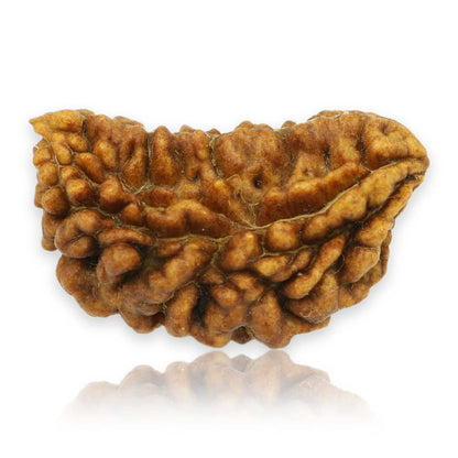 1 Mukhi Rudraksha 28.27 MM