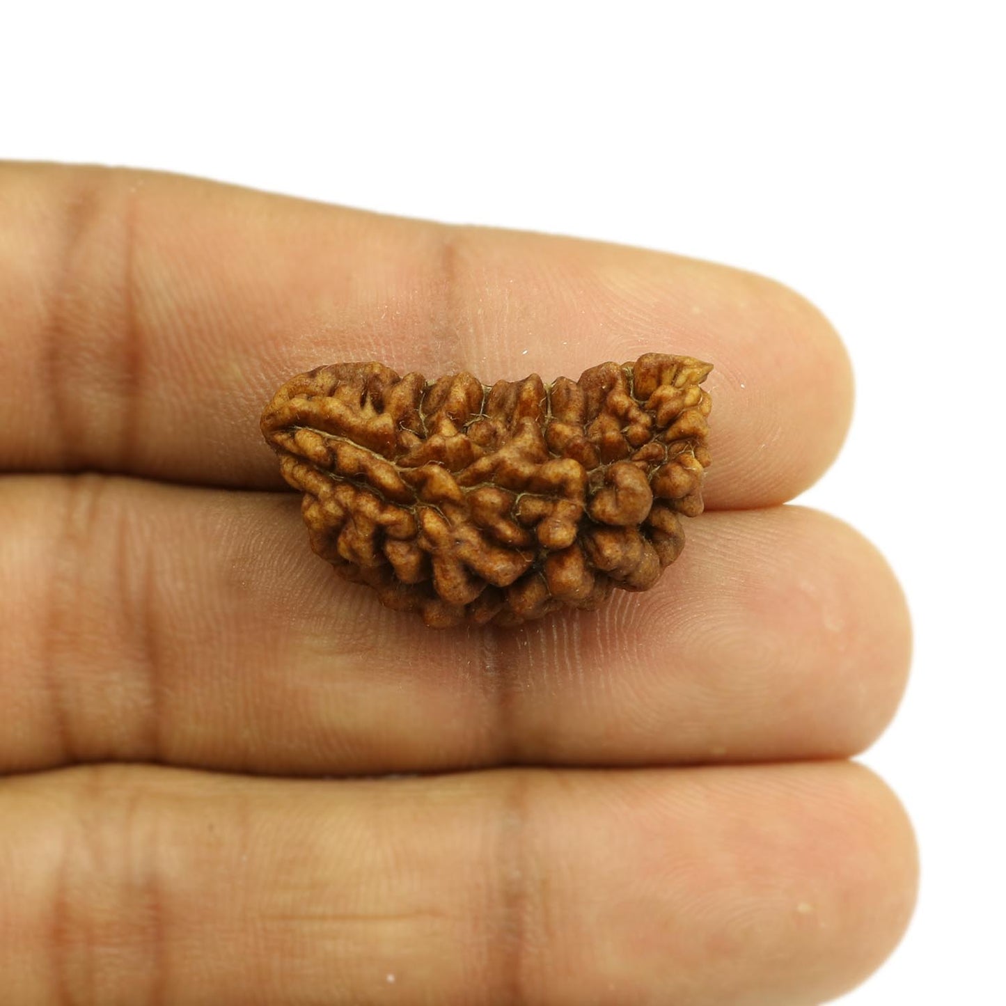 1 Mukhi Rudraksha 28.27 MM