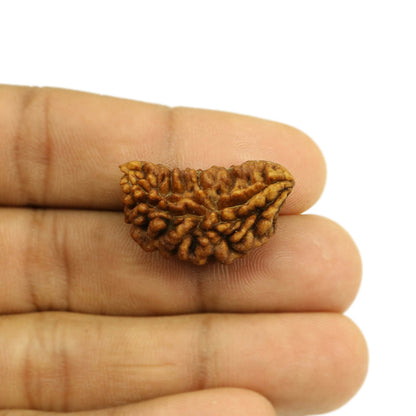 1 Mukhi Rudraksha 28.27 MM