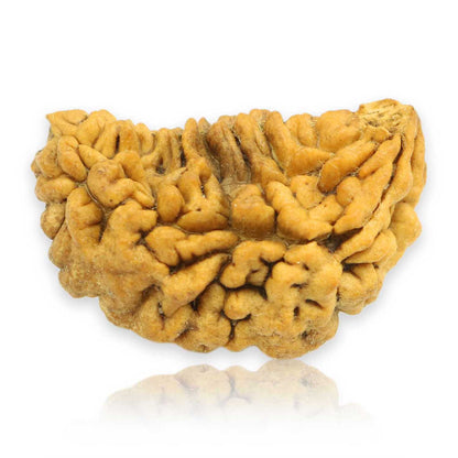 1 Mukhi Rudraksha 30.43 MM