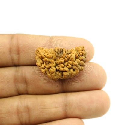 1 Mukhi Rudraksha 30.43 MM