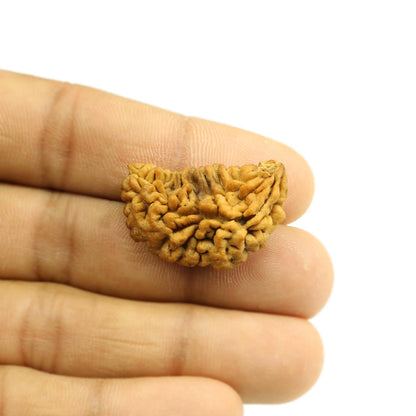 1 Mukhi Rudraksha 30.43 MM