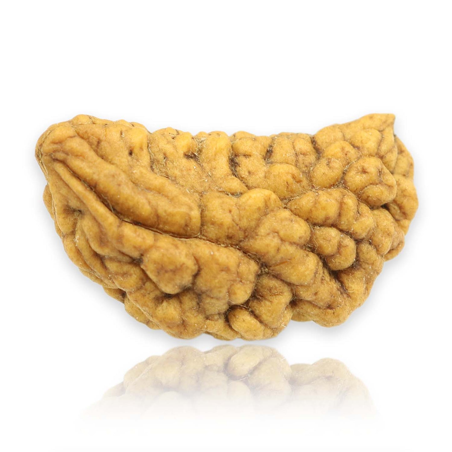 1 Mukhi Rudraksha 29.12 MM