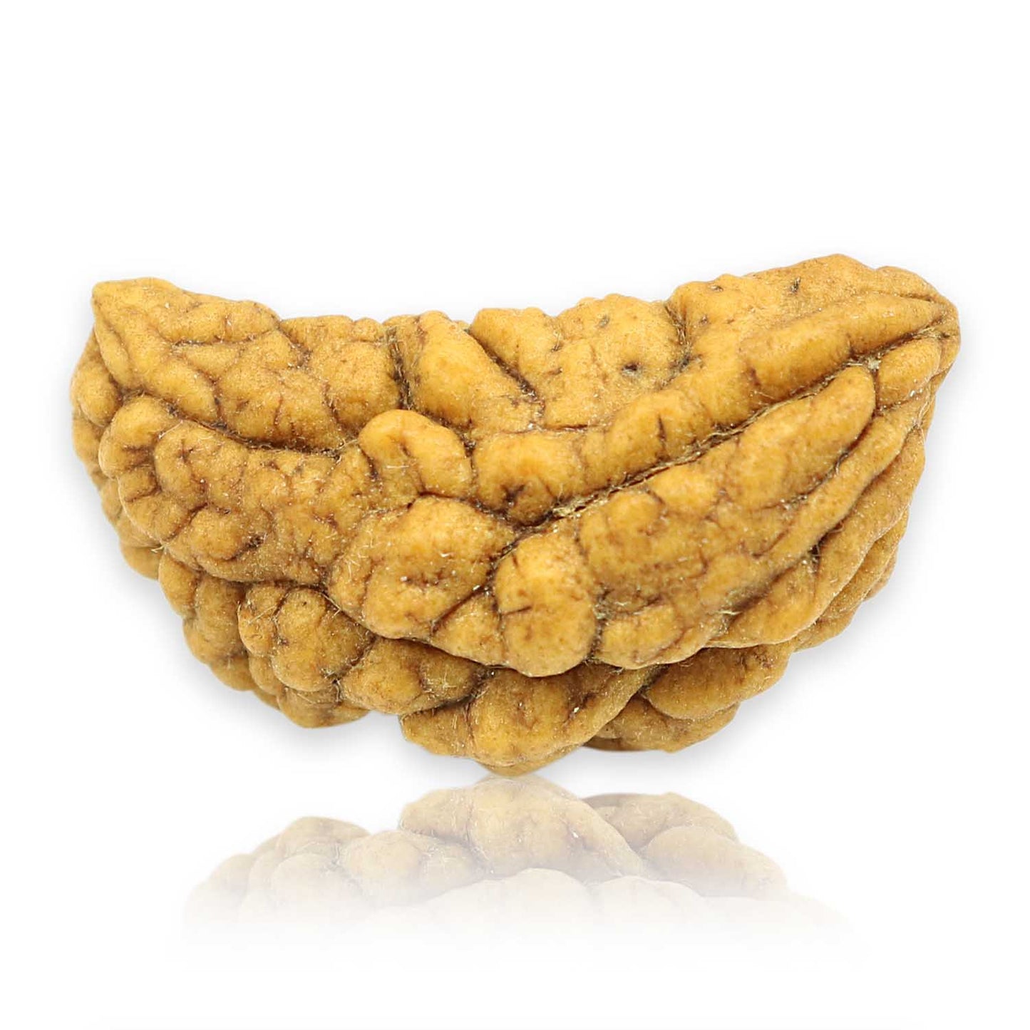 1 Mukhi Rudraksha 29.12 MM