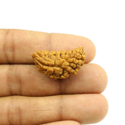 1 Mukhi Rudraksha 29.12 MM