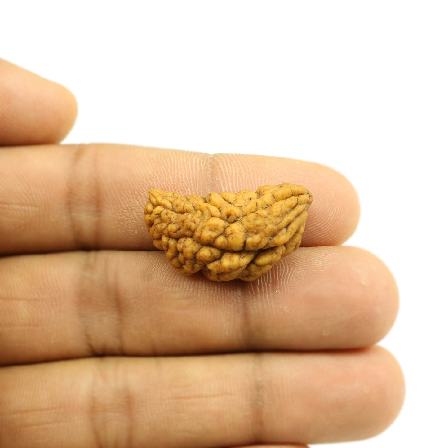 1 Mukhi Rudraksha 29.12 MM