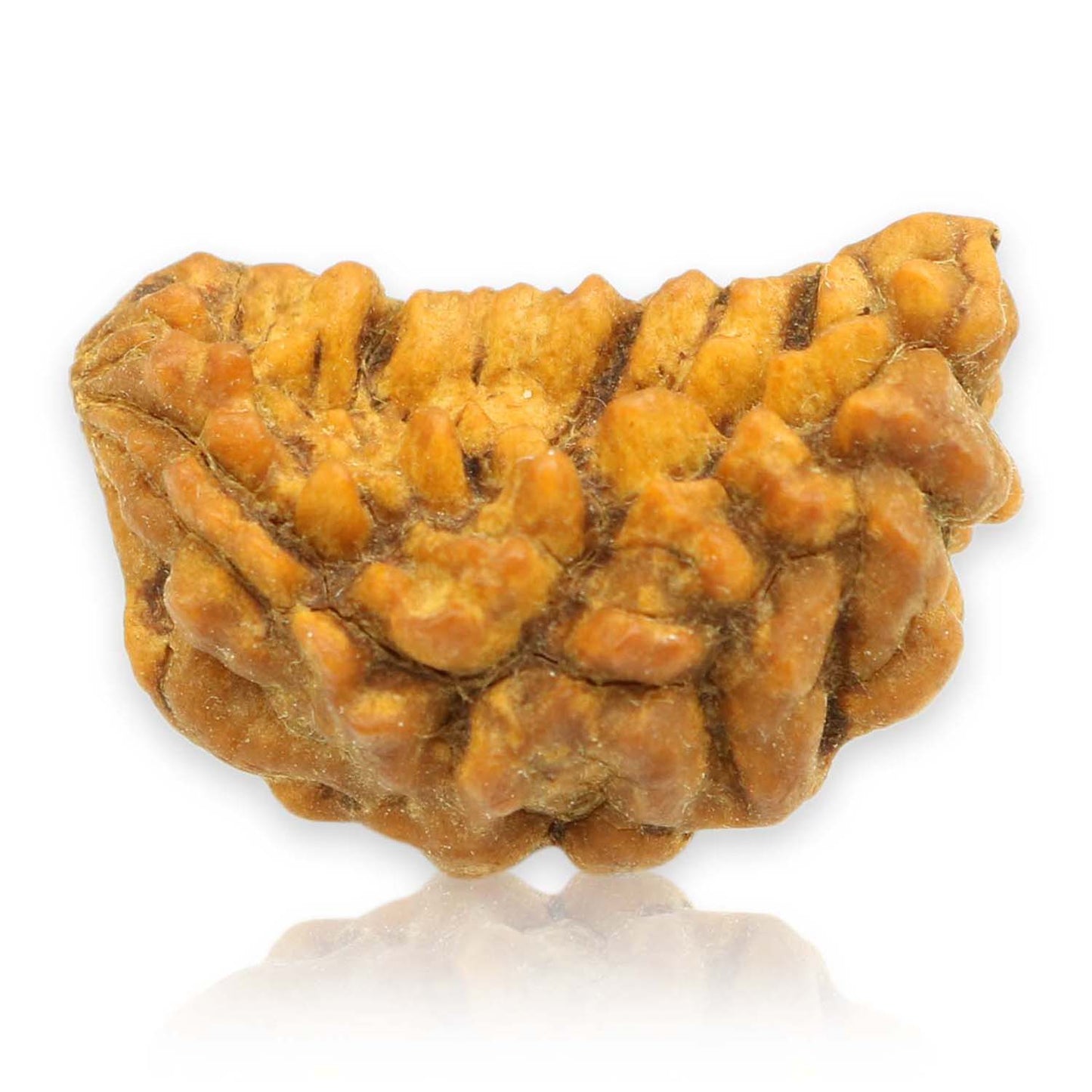 1 Mukhi Rudraksha 25.11 MM