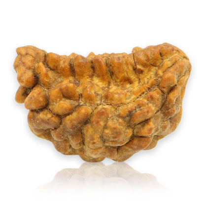 1 Mukhi Rudraksha 25.11 MM