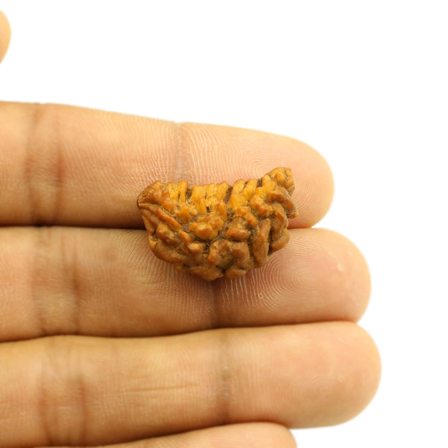 1 Mukhi Rudraksha 25.11 MM