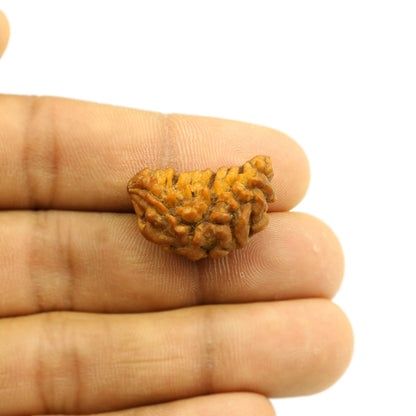 1 Mukhi Rudraksha 25.11 MM