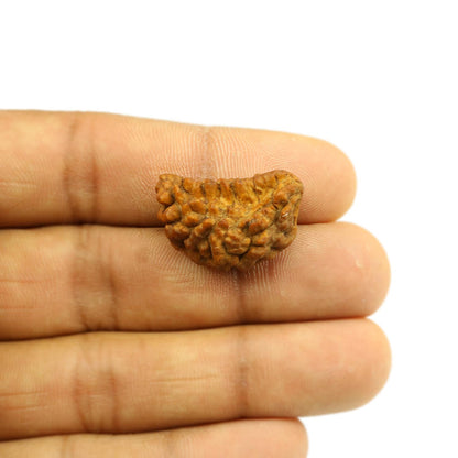 1 Mukhi Rudraksha 25.11 MM