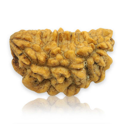 1 Mukhi Rudraksha 26.62 MM