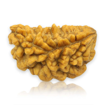 1 Mukhi Rudraksha 26.62 MM