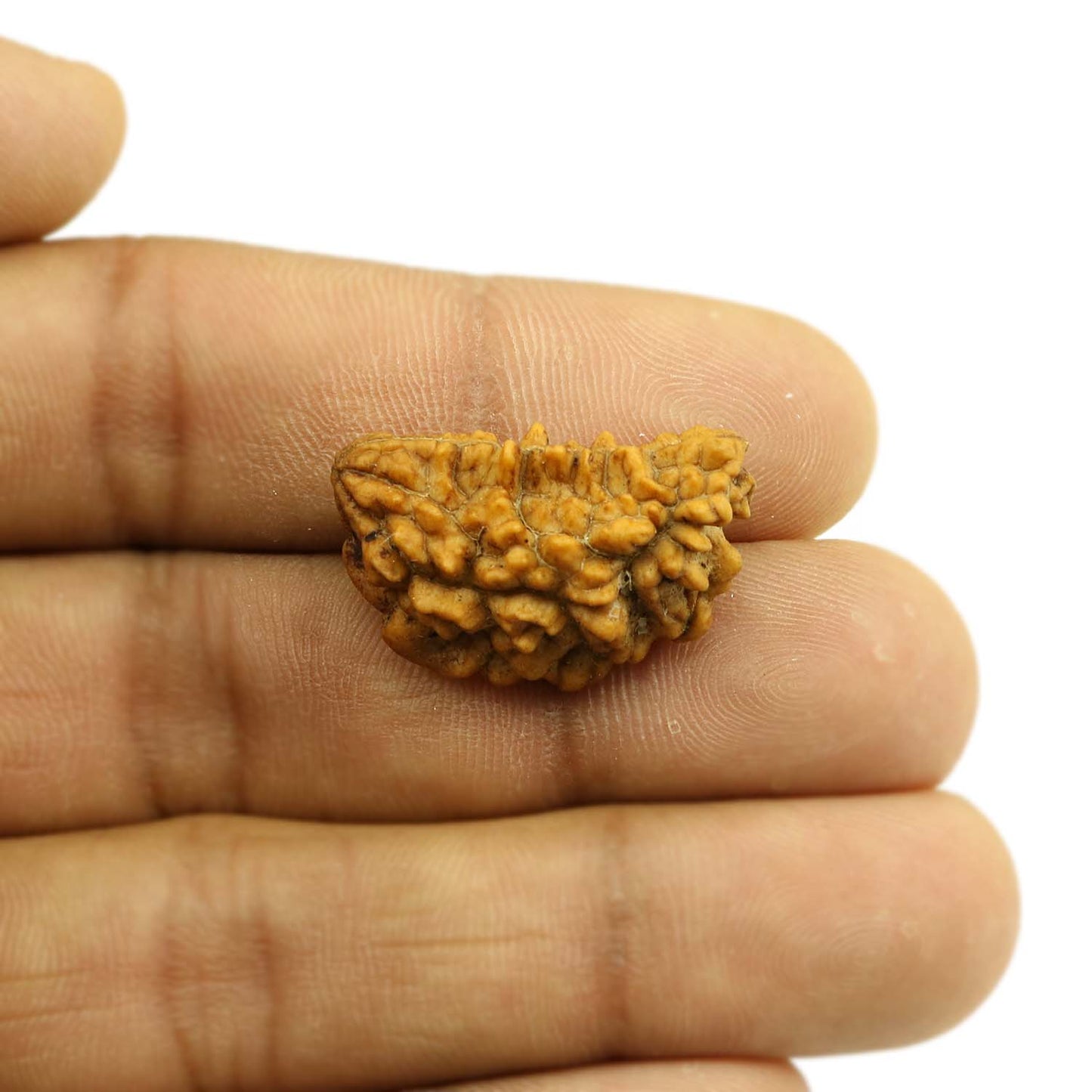 1 Mukhi Rudraksha 26.62 MM