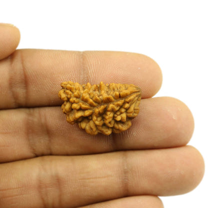 1 Mukhi Rudraksha 26.62 MM