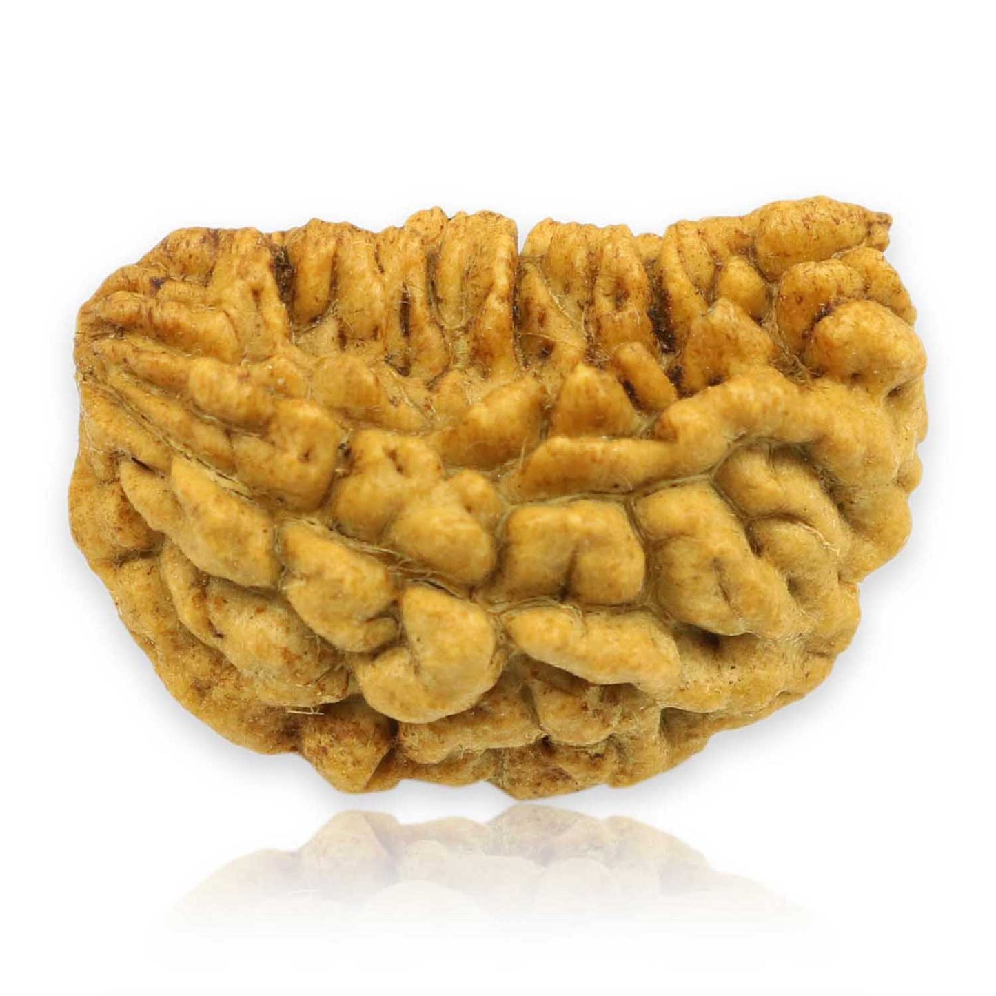 1 Mukhi Rudraksha 28.09 MM