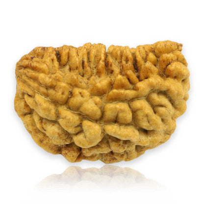1 Mukhi Rudraksha 28.09 MM