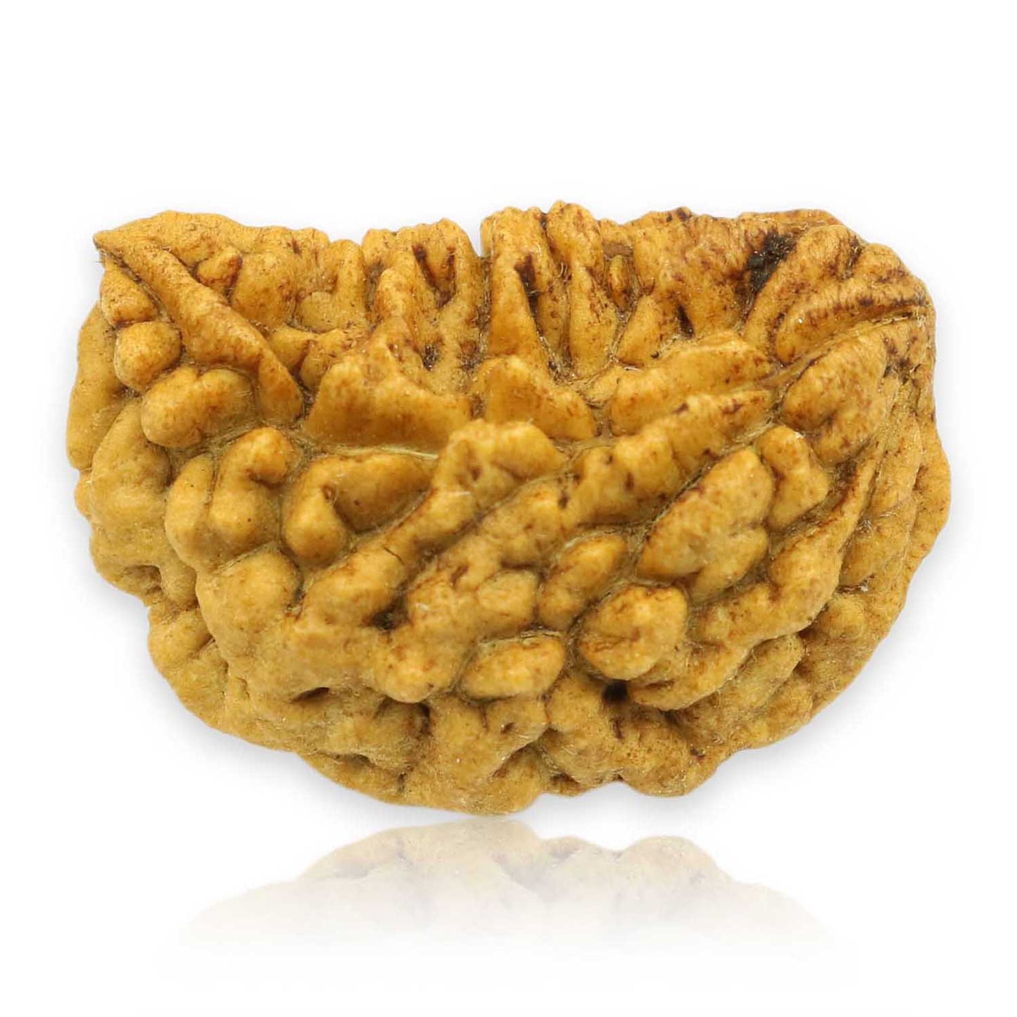 1 Mukhi Rudraksha 28.09 MM