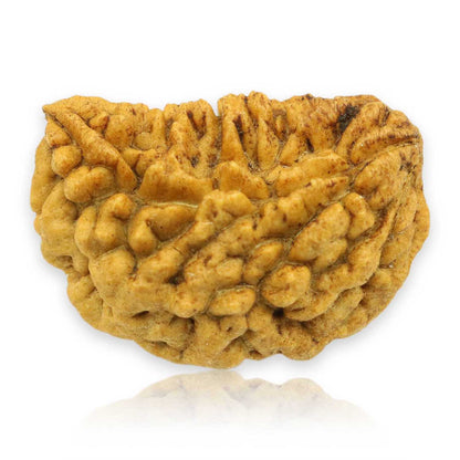 1 Mukhi Rudraksha 28.09 MM