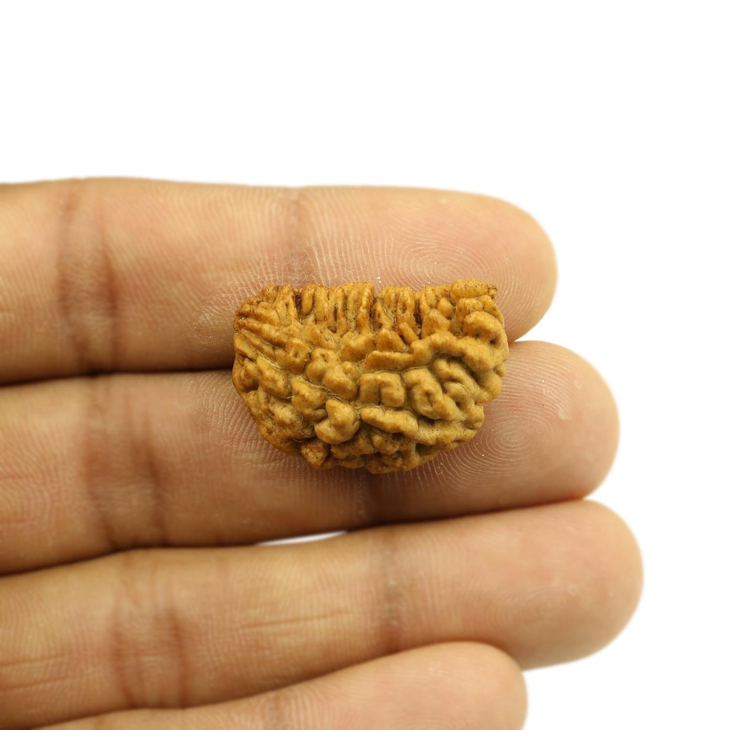 1 Mukhi Rudraksha 28.09 MM