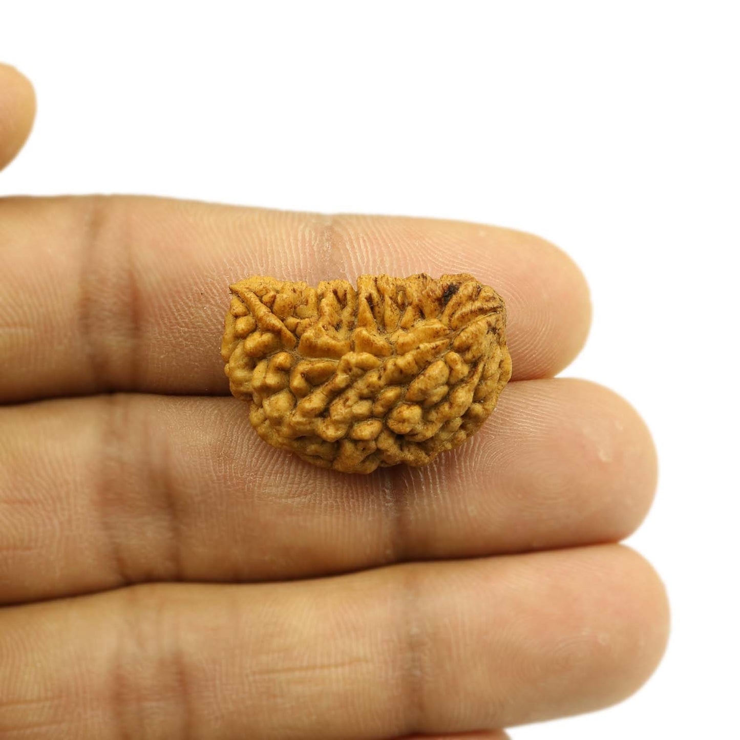1 Mukhi Rudraksha 28.09 MM