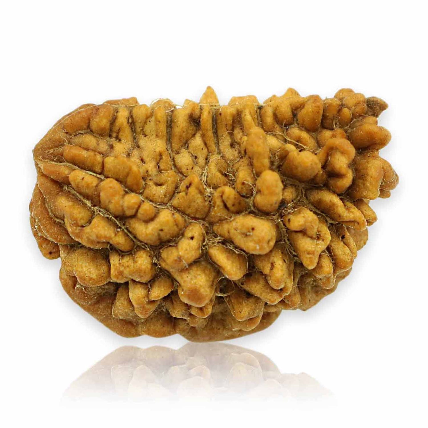 1 Mukhi Rudraksha 24.61 MM