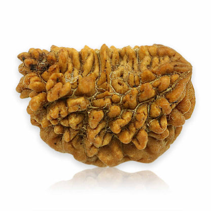 1 Mukhi Rudraksha 24.61 MM