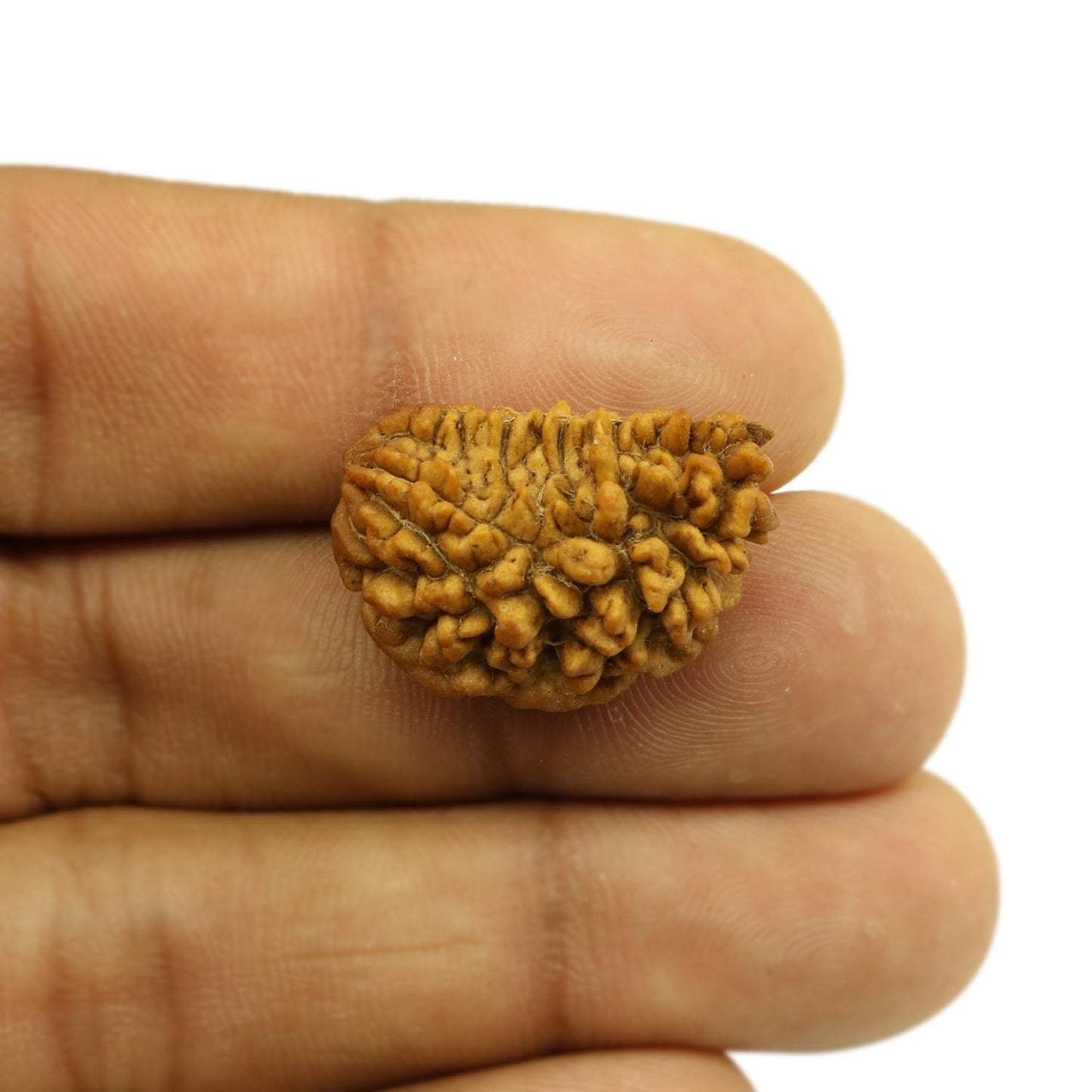 1 Mukhi Rudraksha 24.61 MM