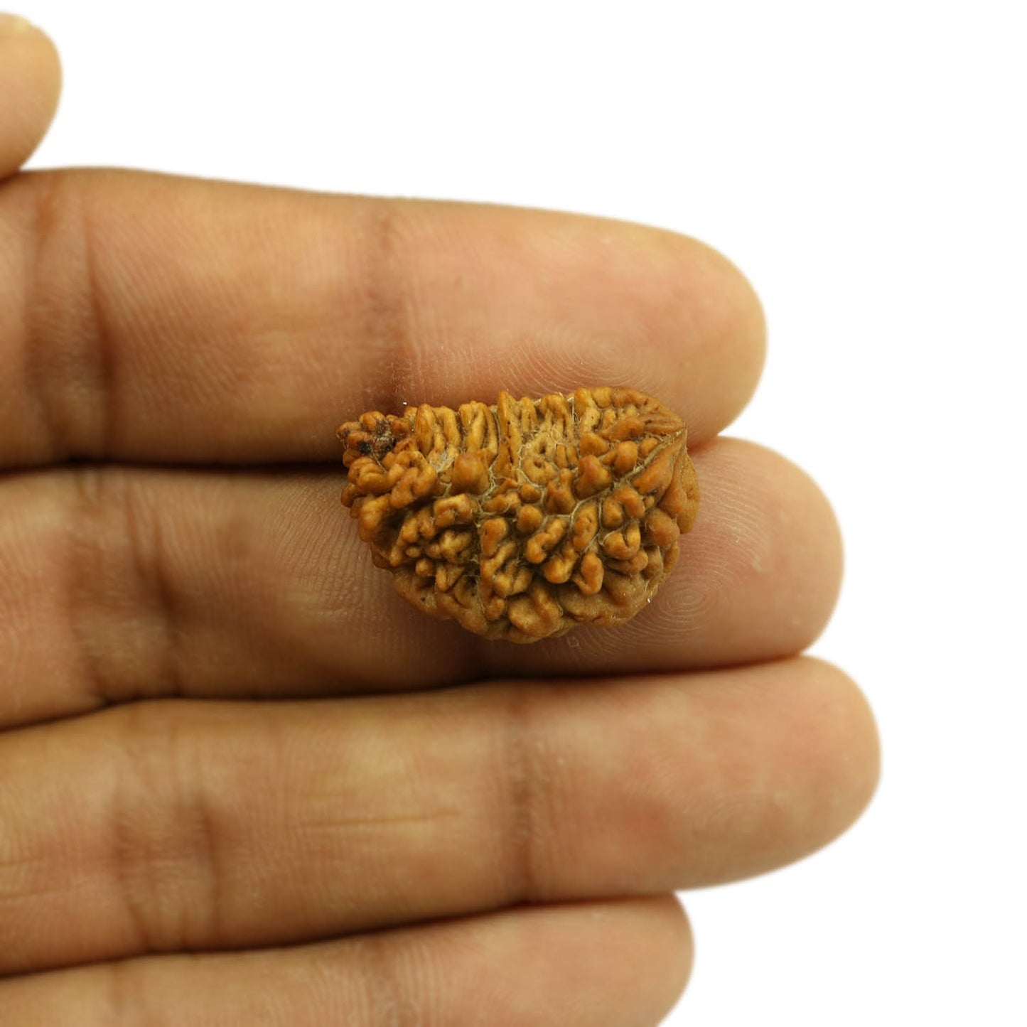 1 Mukhi Rudraksha 24.61 MM