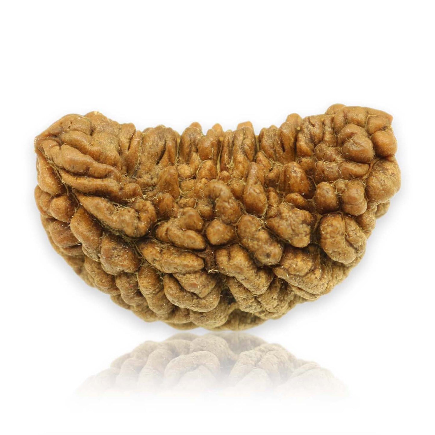 1 Mukhi Rudraksha 29.74 MM