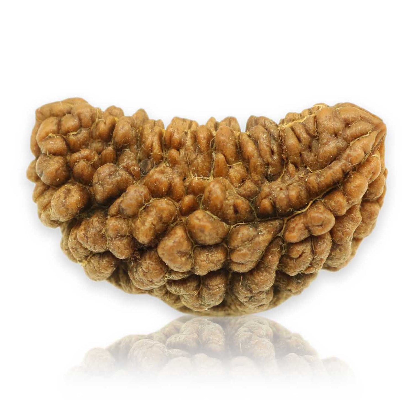 1 Mukhi Rudraksha 29.74 MM