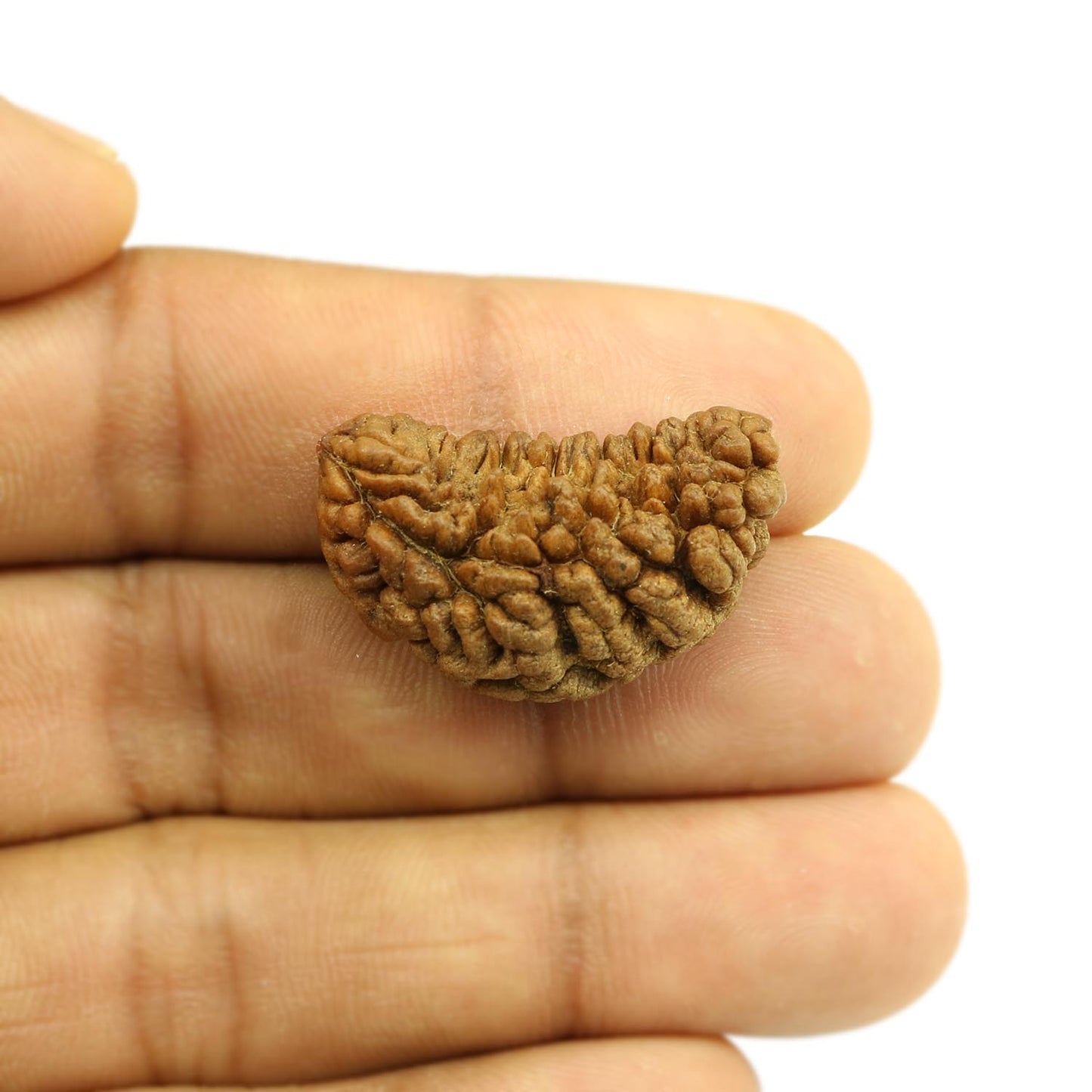 1 Mukhi Rudraksha 29.74 MM