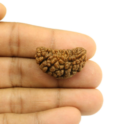 1 Mukhi Rudraksha 29.74 MM